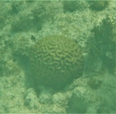 Pseudodiploria strigosa