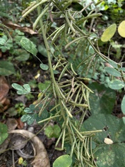 Indigofera tinctoria
