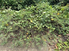 Indigofera tinctoria