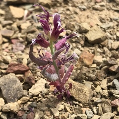 Streptanthus callistus