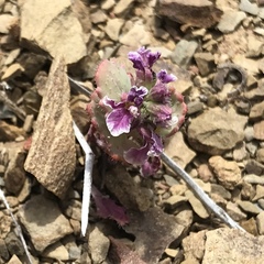 Streptanthus callistus