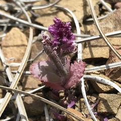 Streptanthus callistus