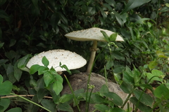Basidiomycota