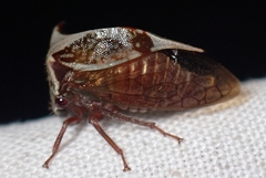 Stictocephala albescens