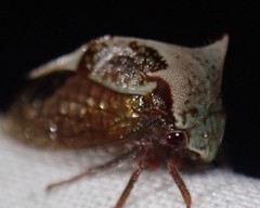 Stictocephala albescens