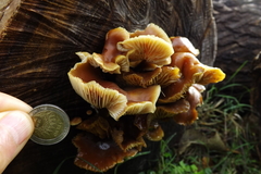 Basidiomycota