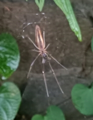 Tetragnatha