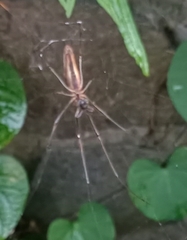 Tetragnatha
