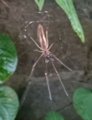 Tetragnatha