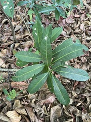 Sideroxylon foetidissimum