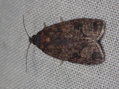 Apotomis removana