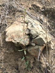 Sairocarpus vexillocalyculatus