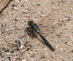 Rhionaeschna marchali