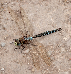 Rhionaeschna marchali