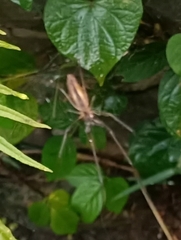 Tetragnatha