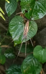 Tetragnatha