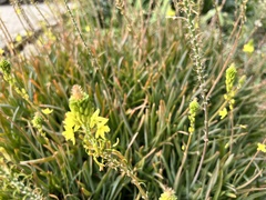 Bulbine frutescens