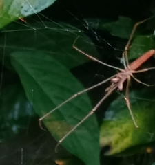 Tetragnatha