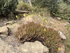 Bulbine frutescens