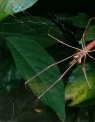 Tetragnatha