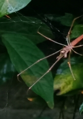 Tetragnatha
