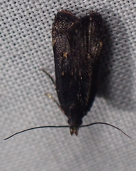 Dichomeris juncidella