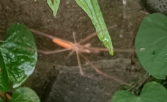 Tetragnatha
