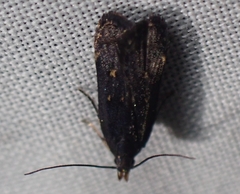 Dichomeris juncidella