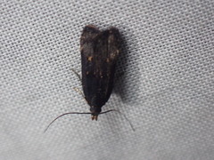 Dichomeris juncidella