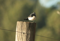 Rhipidura leucophrys leucophrys