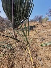 Agave stringens