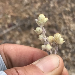Stylocline gnaphaloides
