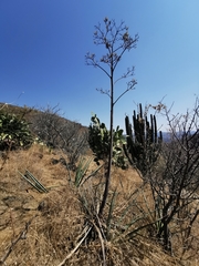 Agave stringens