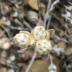 Stylocline gnaphaloides