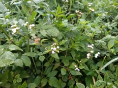 Ageratum conyzoides