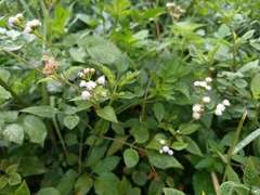 Ageratum conyzoides