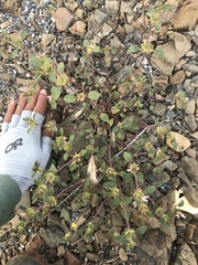 Acanthomintha lanceolata