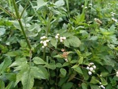 Ageratum conyzoides