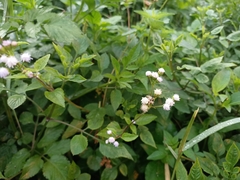 Ageratum conyzoides