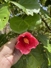 Thespesia grandiflora