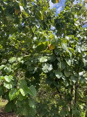 Thespesia grandiflora