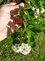 Crataegus gaylussacia