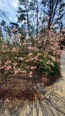 Rhododendron canescens image
