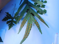 Pleopeltis pleopeltifolia