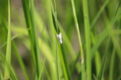 Rupela albinella