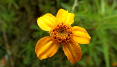 Dyssodia tagetiflora
