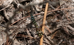 Rhionaeschna marchali