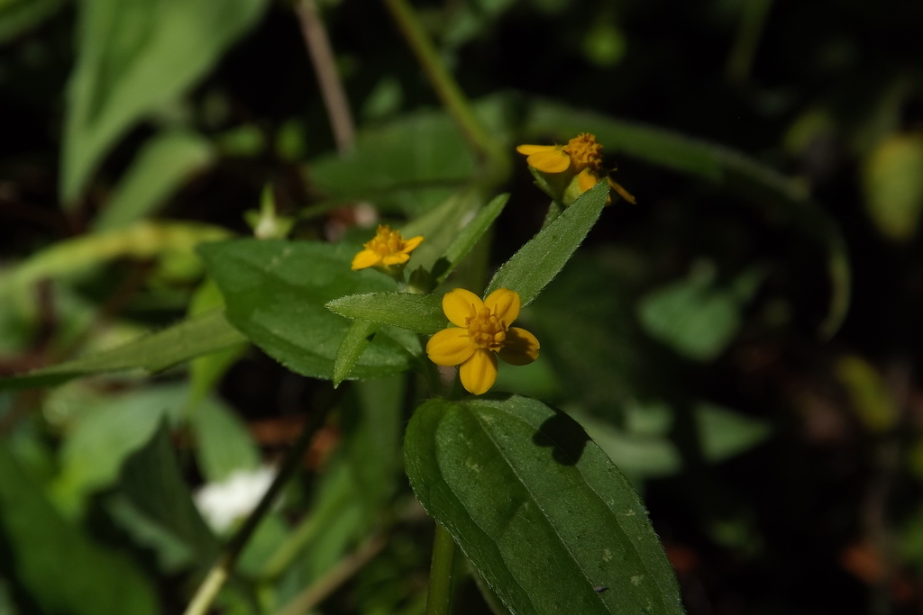 Melampodium dicoelocarpum