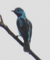 Cotinga cayana