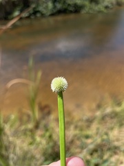 Cyperus tibialis